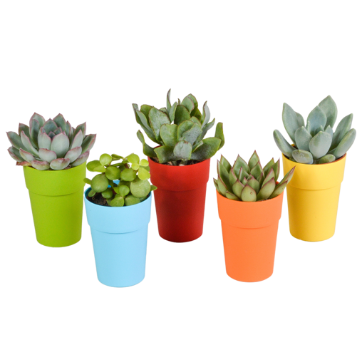 Vetplanten mix 5 stuks in gekleurde 5,5 cm plasticpot